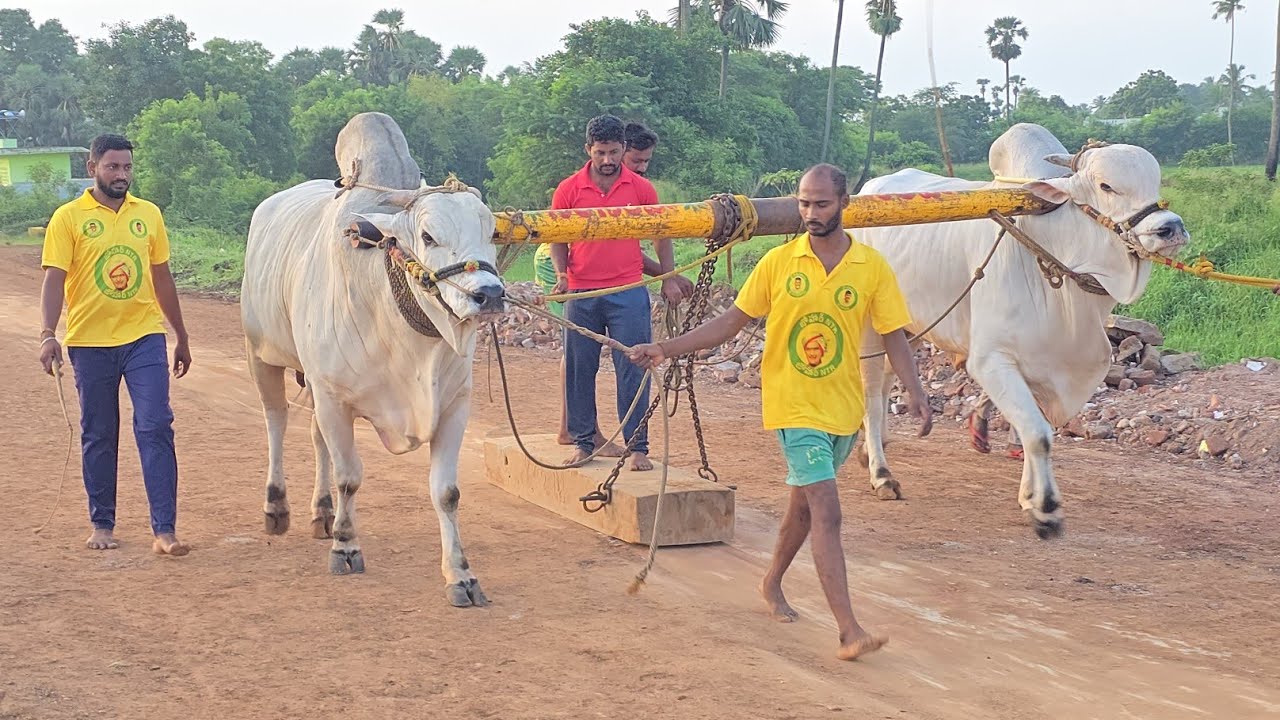 RK Bulls junior bull legend & sub junior vikrama Simha Bulls practice video