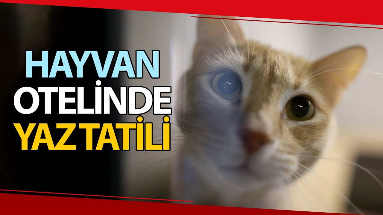 5 Yıldızlı Evcil Hayvan Oteli!