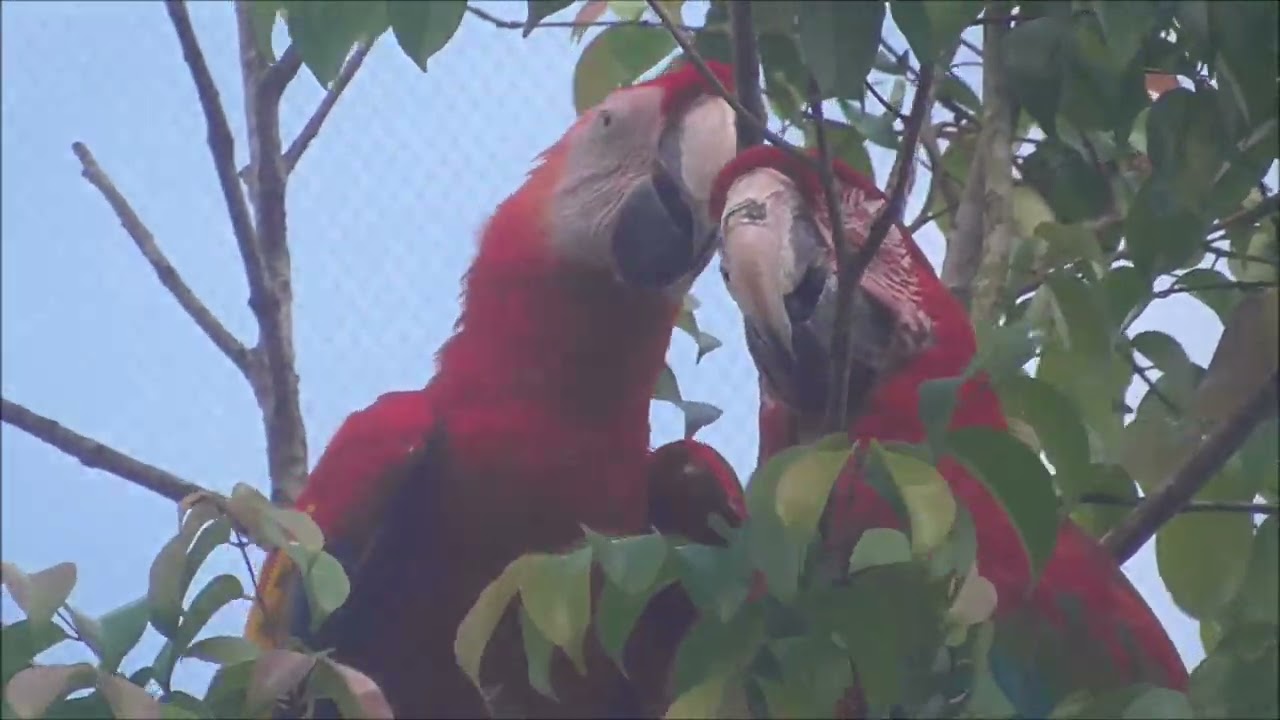 Mandai Bird Paradise