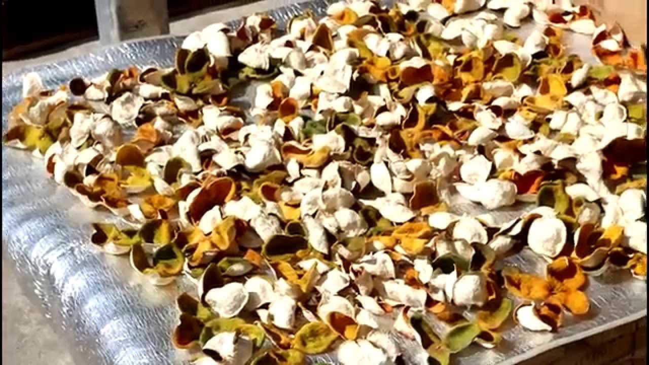 果皮 Dried mandarin peel