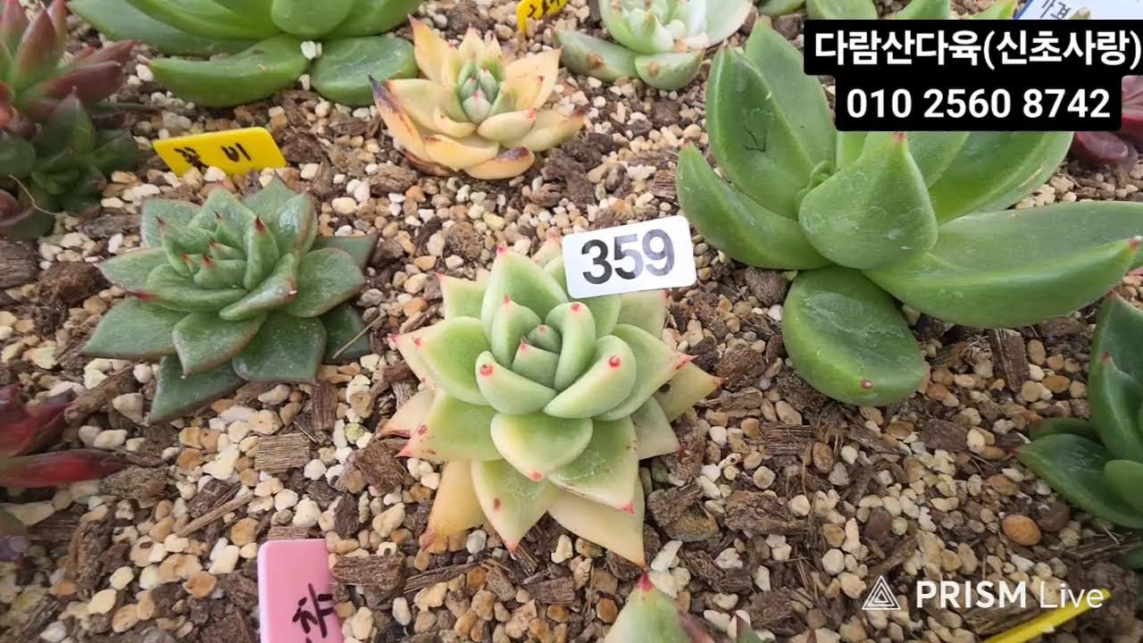 다람산♡신초사랑#콜리#쎄븐 #백년설#UFO#킹스톤#창금##색금#녹금#힐링타임 함께해요 ♡