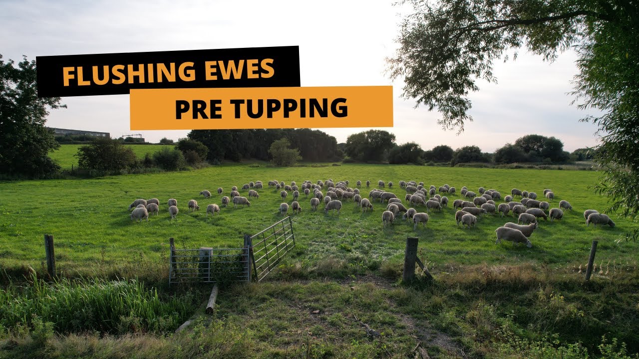 FLUSHING EWES PRE TUPPING