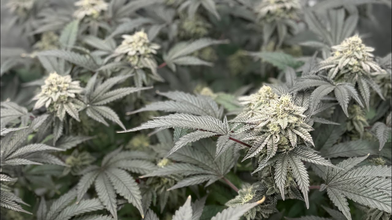 Питательный раствор в системе Autopot создает одни проблемы 🤷🏼‍♂️🫣 #autopot #wateringsystem
