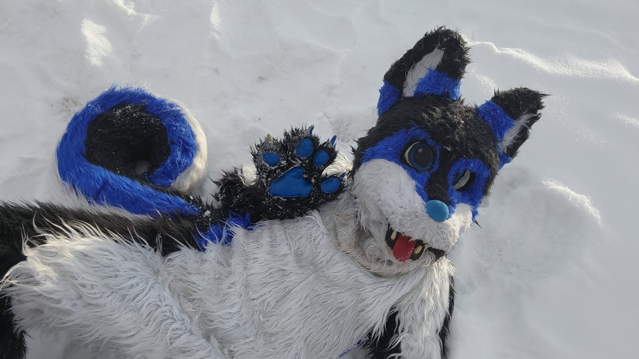Silly wusky in the snow ❄️ 