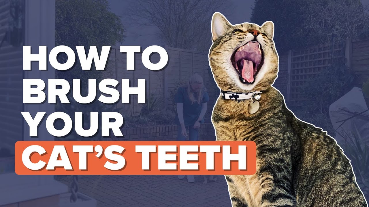 How To Brush Your Cat's Teeth