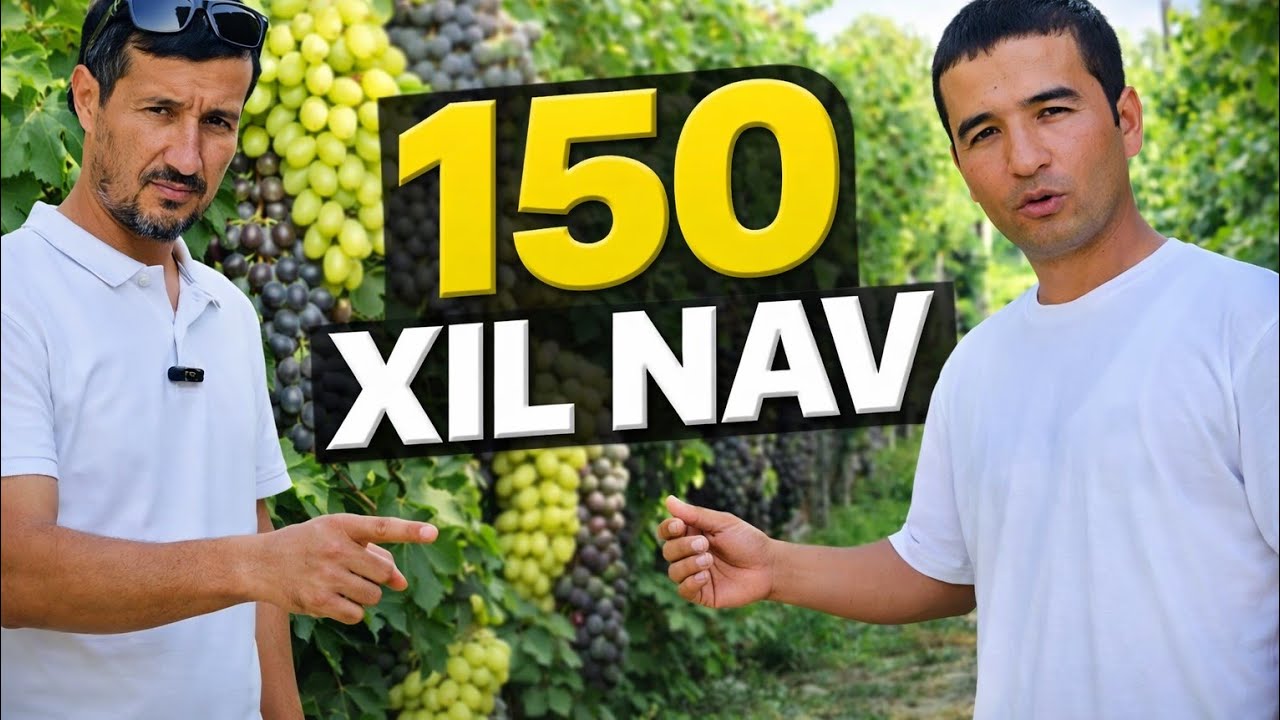 “150 XIL UZUM NAVI BITTA BOG‘DA! YANA KIMDA BOR?” 