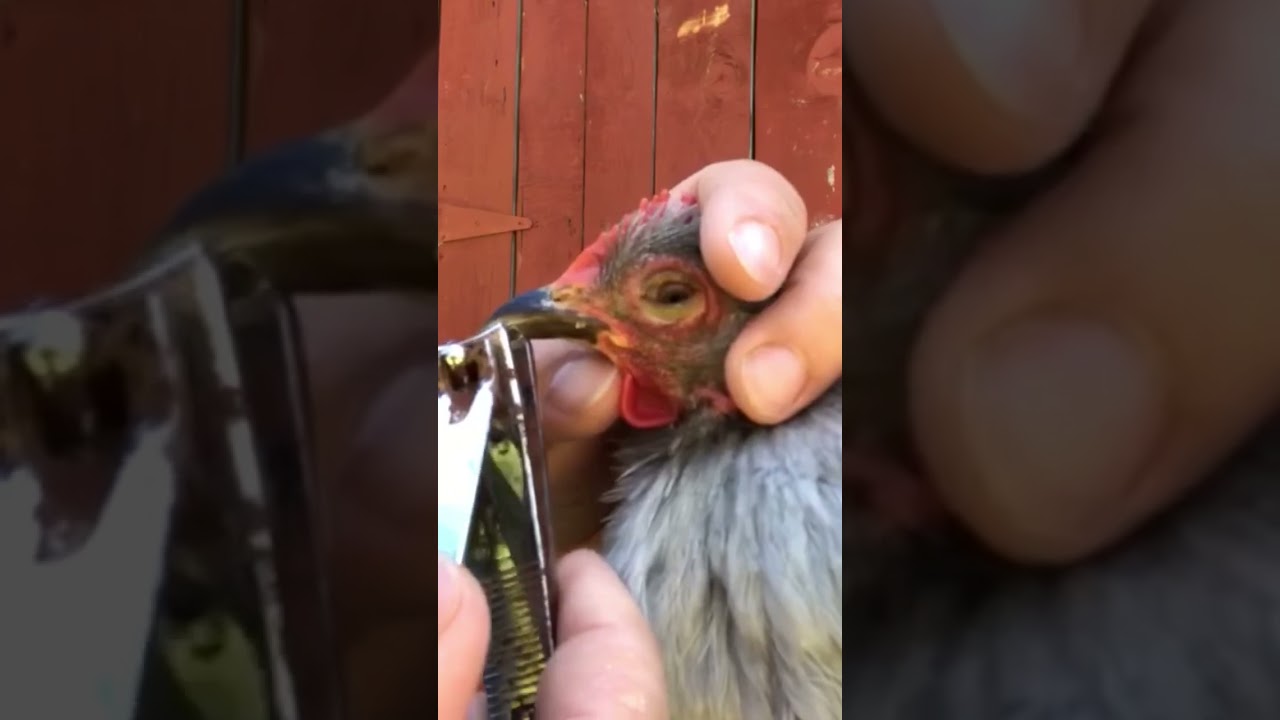 Beak Trim #farmlife #chicken
