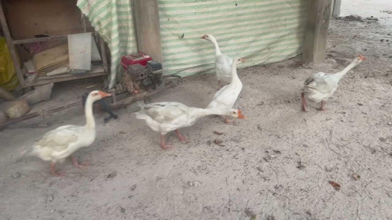 Goose