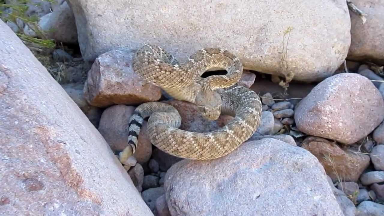 Western Diamondback Rattlesnake in Arizona