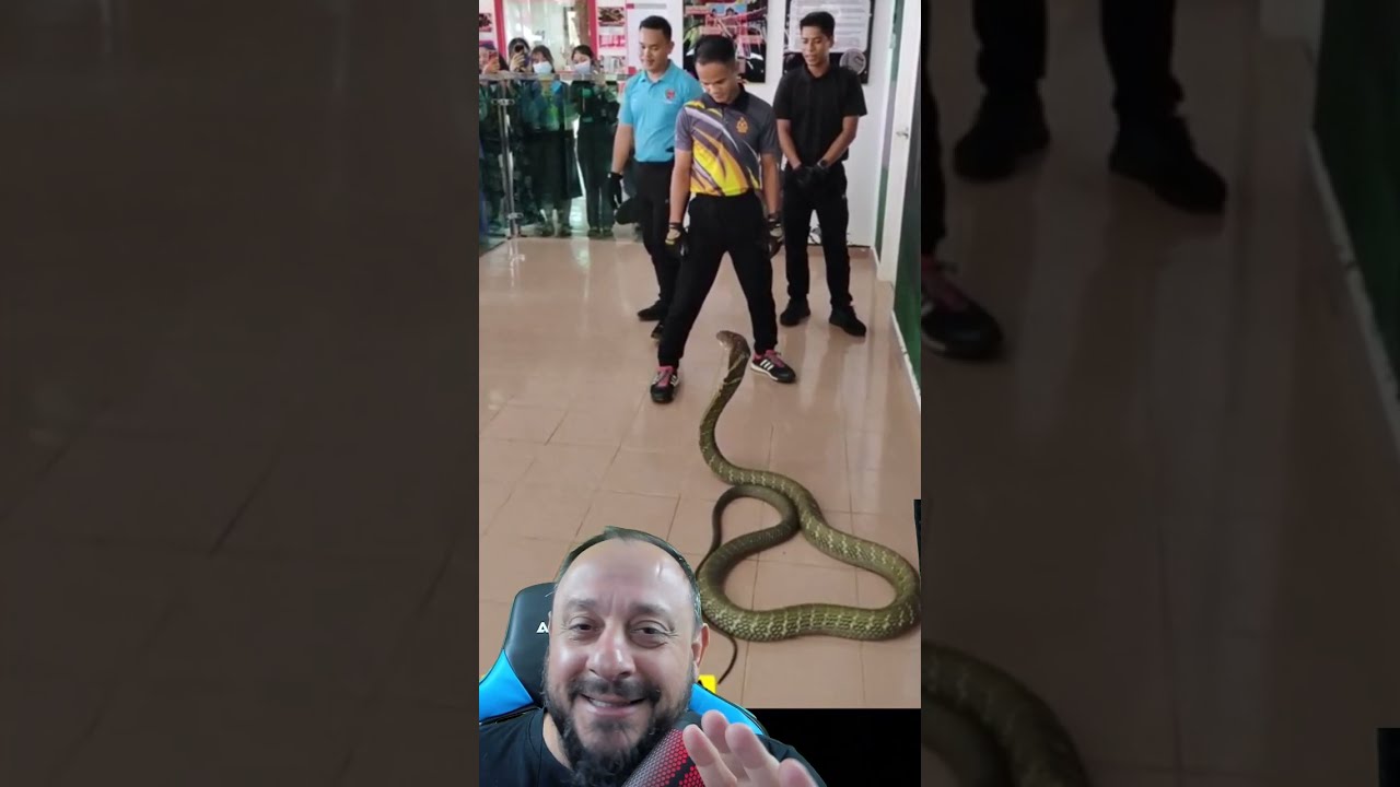 Cobra Rei @squad king cobra channel