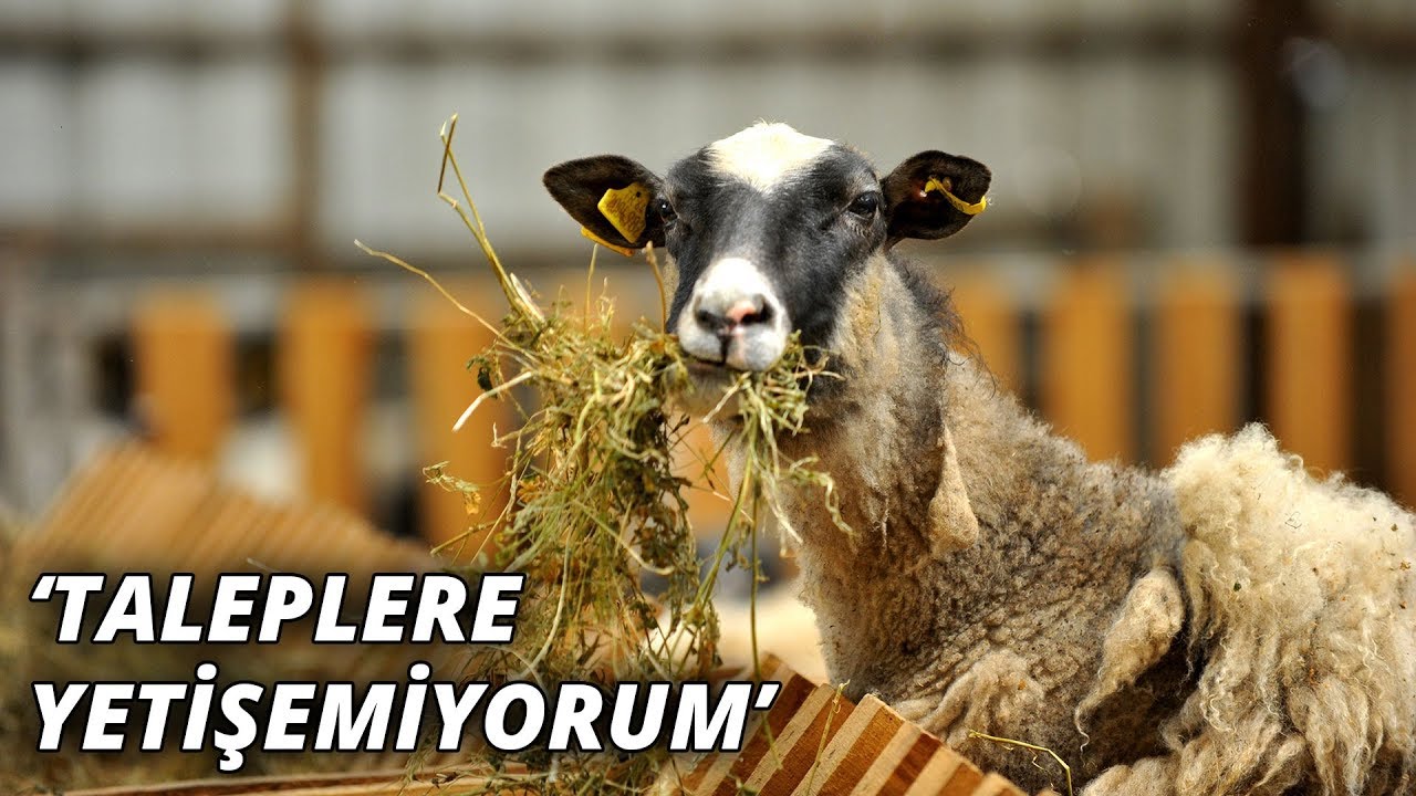 Bu koyunlar fabrika üretimi gibi doğum yapıyor