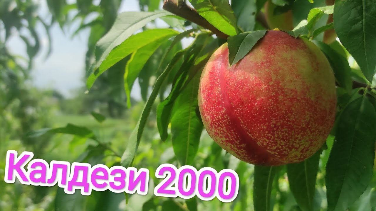 Нектарин Калдези 2000/nectarine Caldesi 2000.#fruit #garden #сад #нектарин