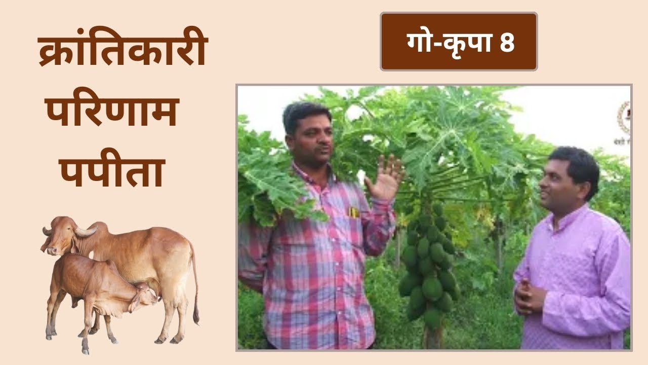 गो-कृपा 8 | पपीता | Go Krupa 8 | Bansi Gir Gaushala | Gopalbhai Sutariya |