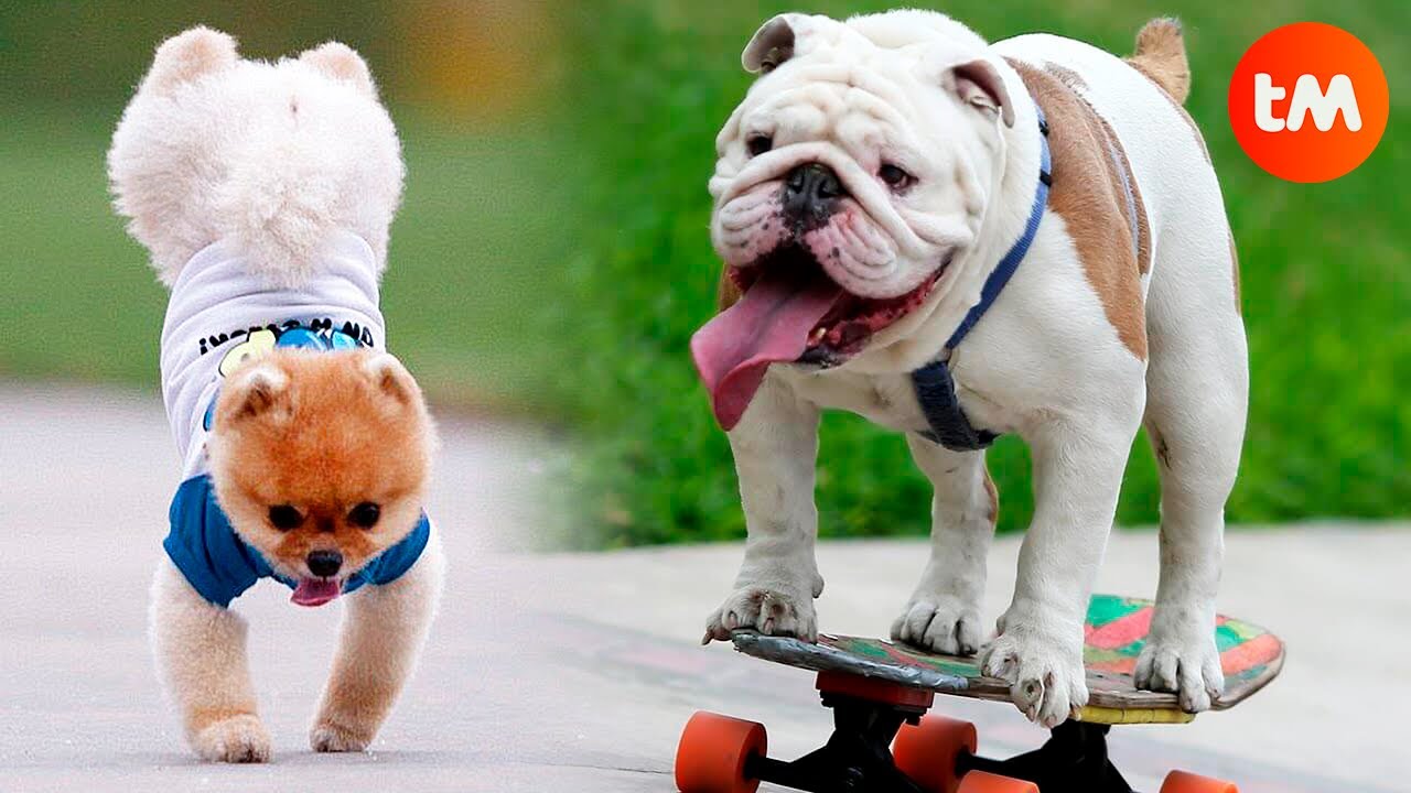 10 DOGS That Won A GUINNESS RECORD 🐶