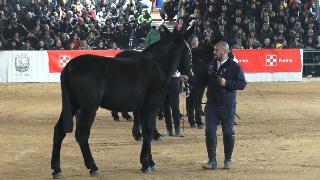 Spettacolo Equestre 69ª edizione del Mercato Concorso del Cavallo Murgese