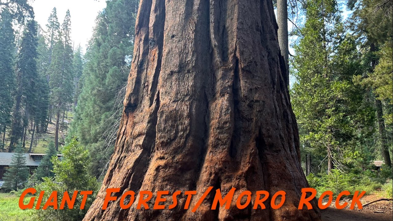 Giant Sequoia Forest and Moro Rock