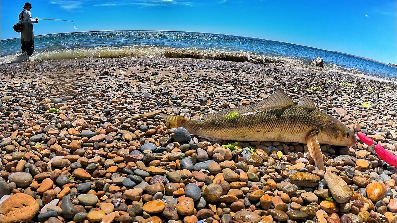 Ultima pesca del año . En Busca Del Robalo