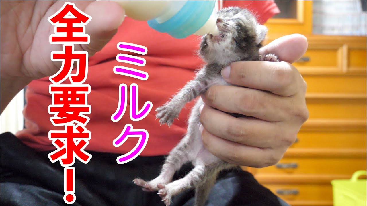 【保護猫】飼い主が来たら全力で鳴いてくる赤ちゃん猫【保護子猫】