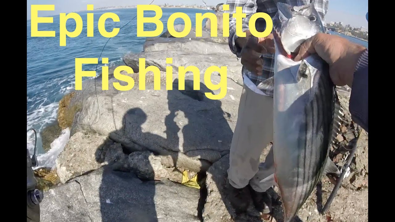 Epic Bonito Fishing So Cal #fishing #bonitofishing #socalfishing #jettyfishing #californiafishing