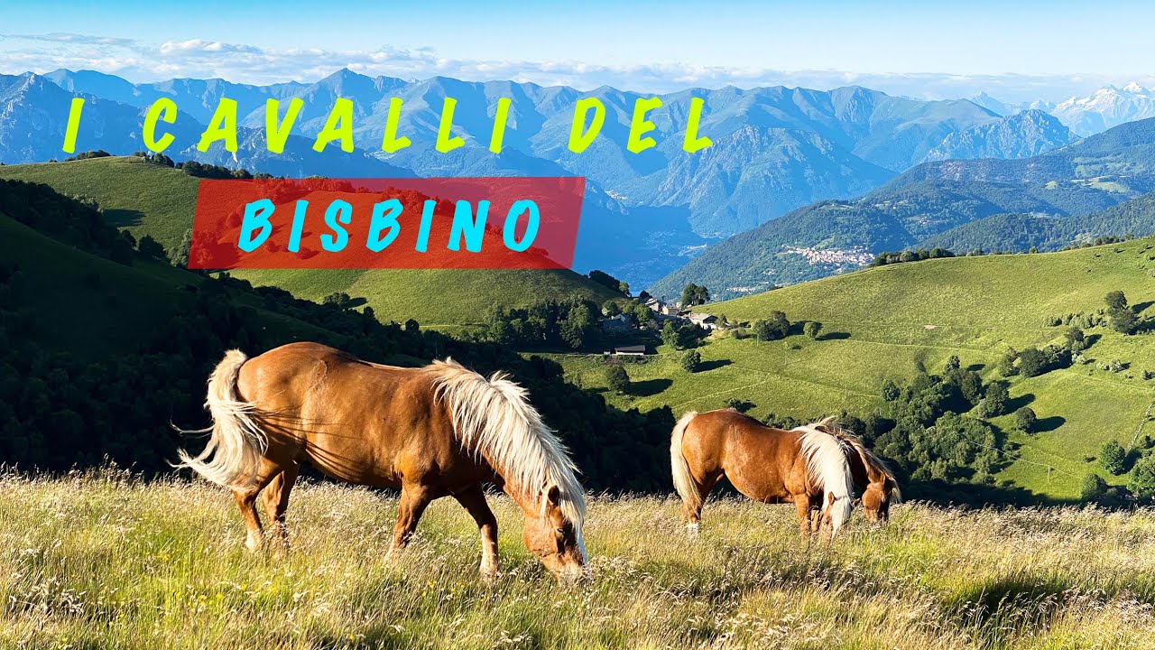 MTB alla scoperta dei Cavalli del Bisbino