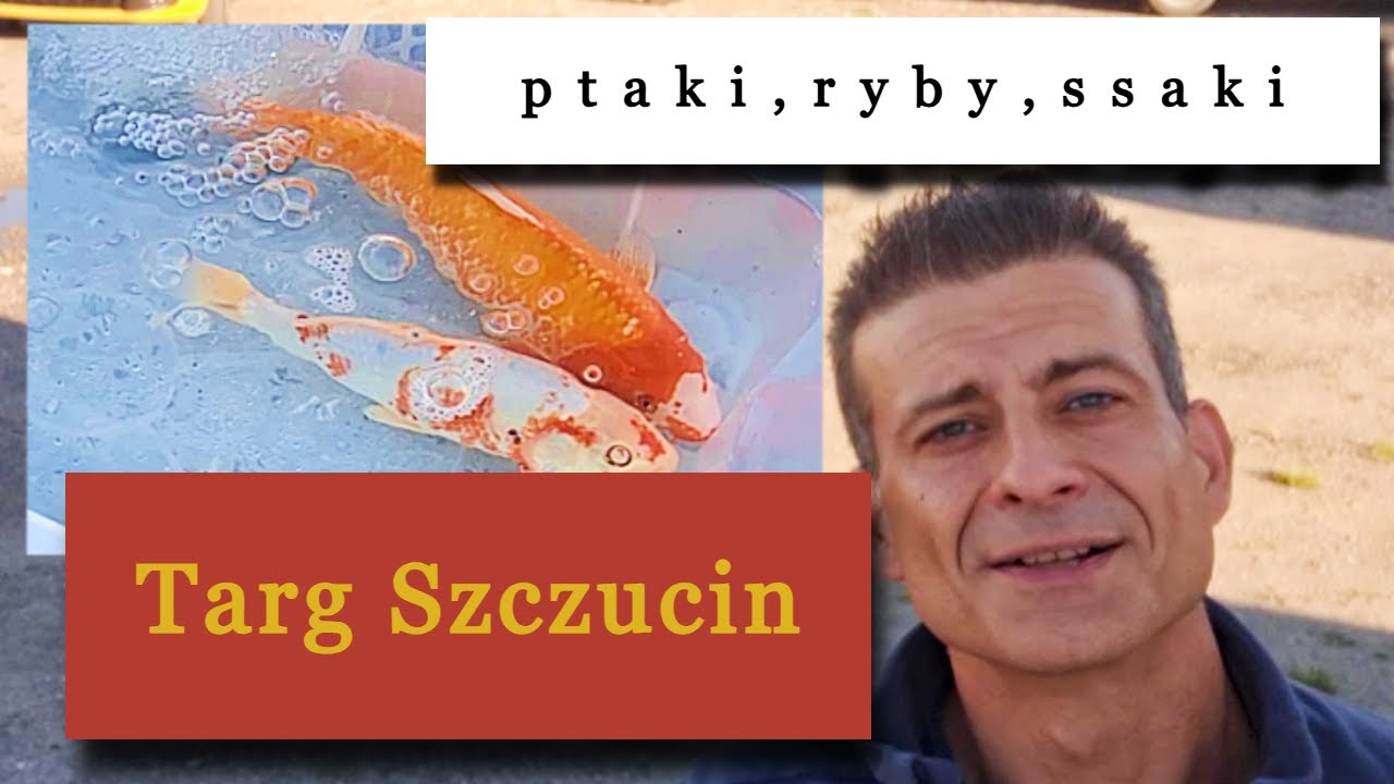 Nie tylko kury i gołębie Giełda zwierząt Szczucin ceny 