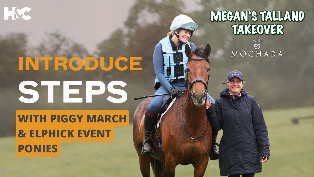 Introducing Young Horses To Steps With Piggy March & Elphick Event Ponies