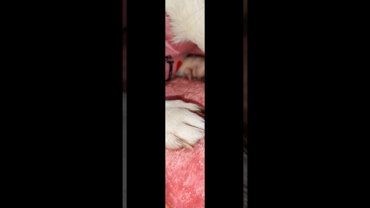 💞 La tenerezza che cura ogni ferita #satisfying #pets #doglover #jackrussell #jackrussellterrier