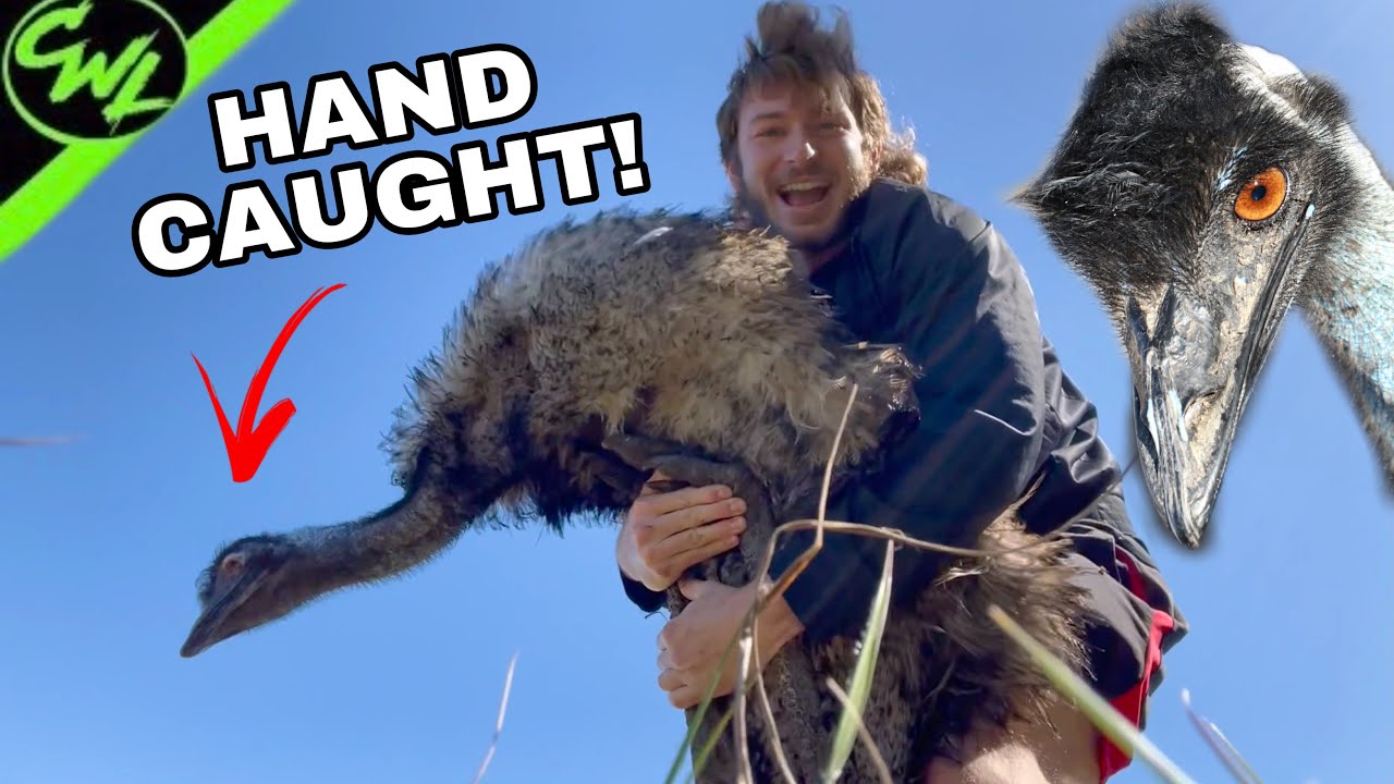 The Emu War CONTINUES!