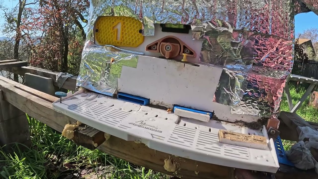 12/28/25 hive mite check of counting board after OAV #honey #beekeeper #beehive #varroa #apimaye