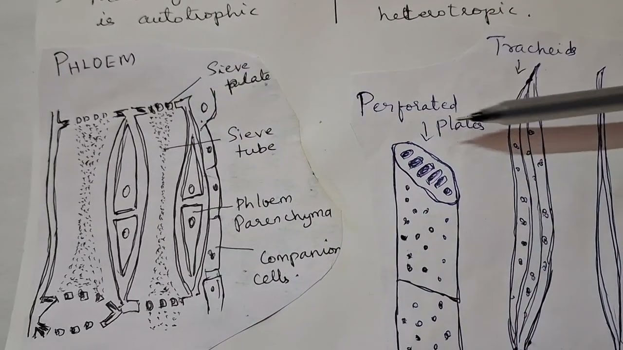 Chloroplast & ,Mitochondria ( class-9)