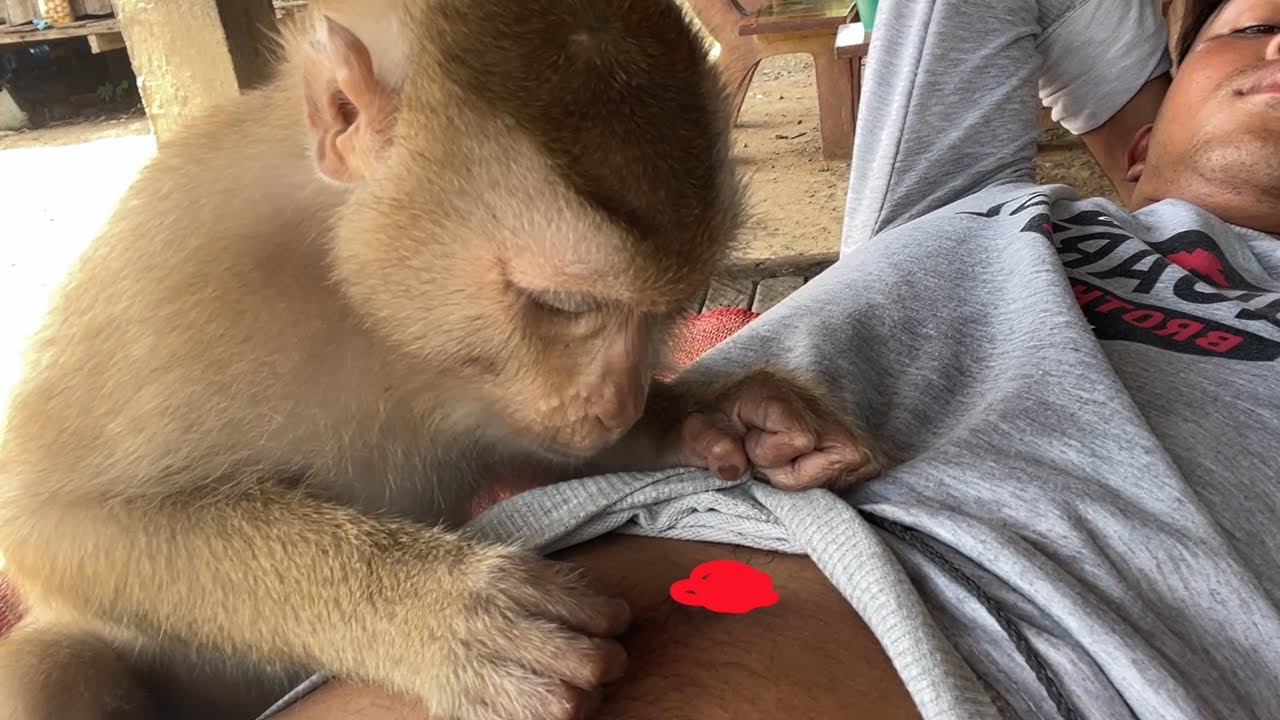 Oh My Gosh!! Zueii Monkey Like To Grooming My Belly Very Much