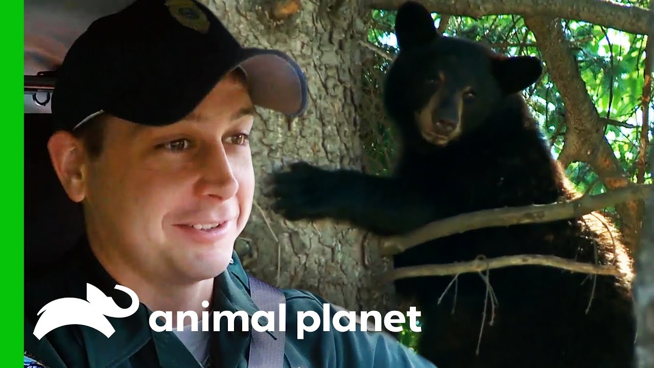 Curious Bear Cub Learns To Stay Safe In His Woodland Home | North Woods Law