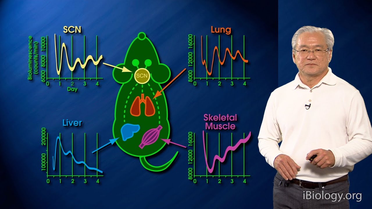 Joseph Takahashi (UT Southwestern/HHMI) Part 1B: Circadian Clocks: Clock Genes, Cells and Circuits 2