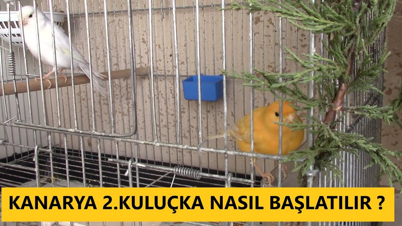 Kanarya Yeni Kuluçkalar Başladı Yumurtalar Geliyor