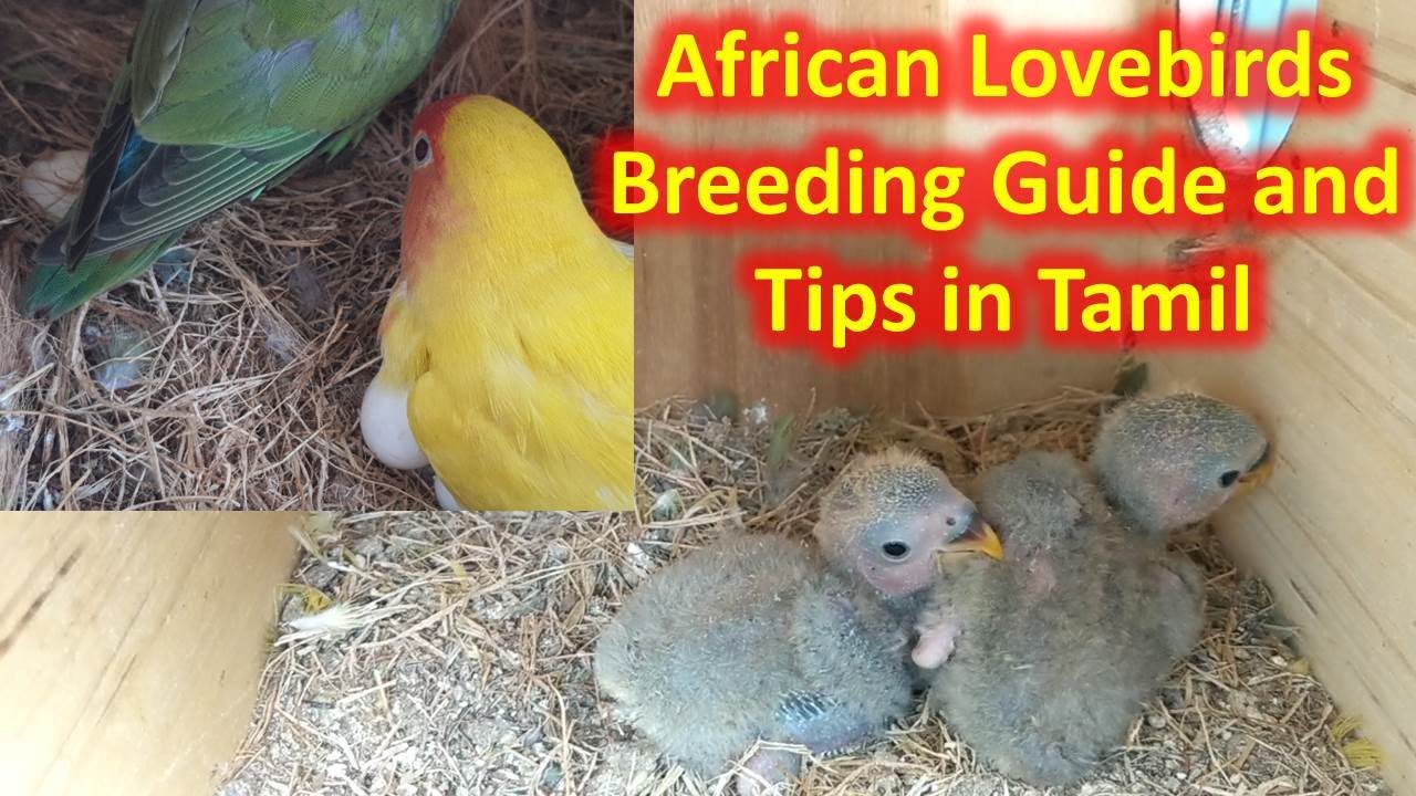 African Love Bird Breeding Tips and Guide in Tamil
