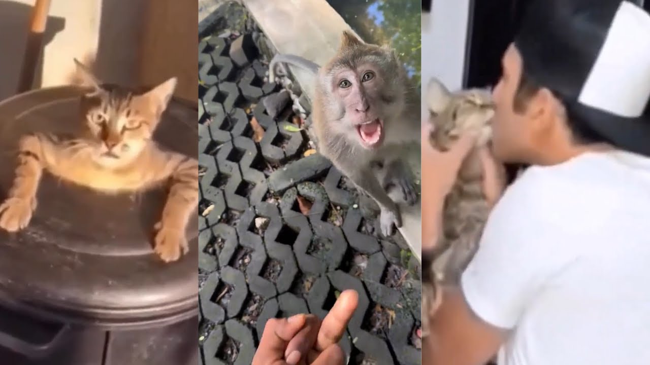 Videos I found on Reddit - r/unexpected - Complication #5