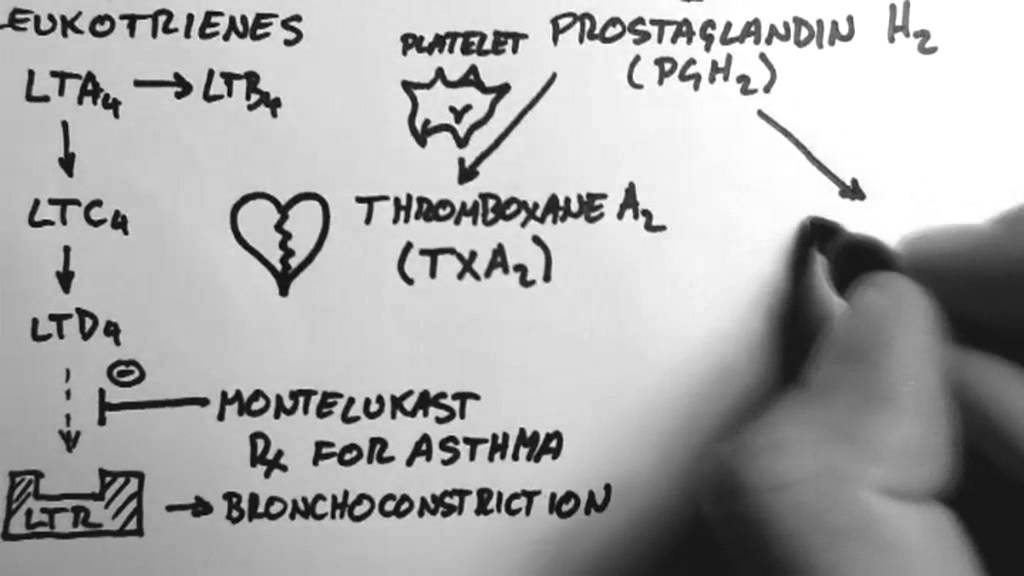 Arachidonic Acid & Eicosanoids