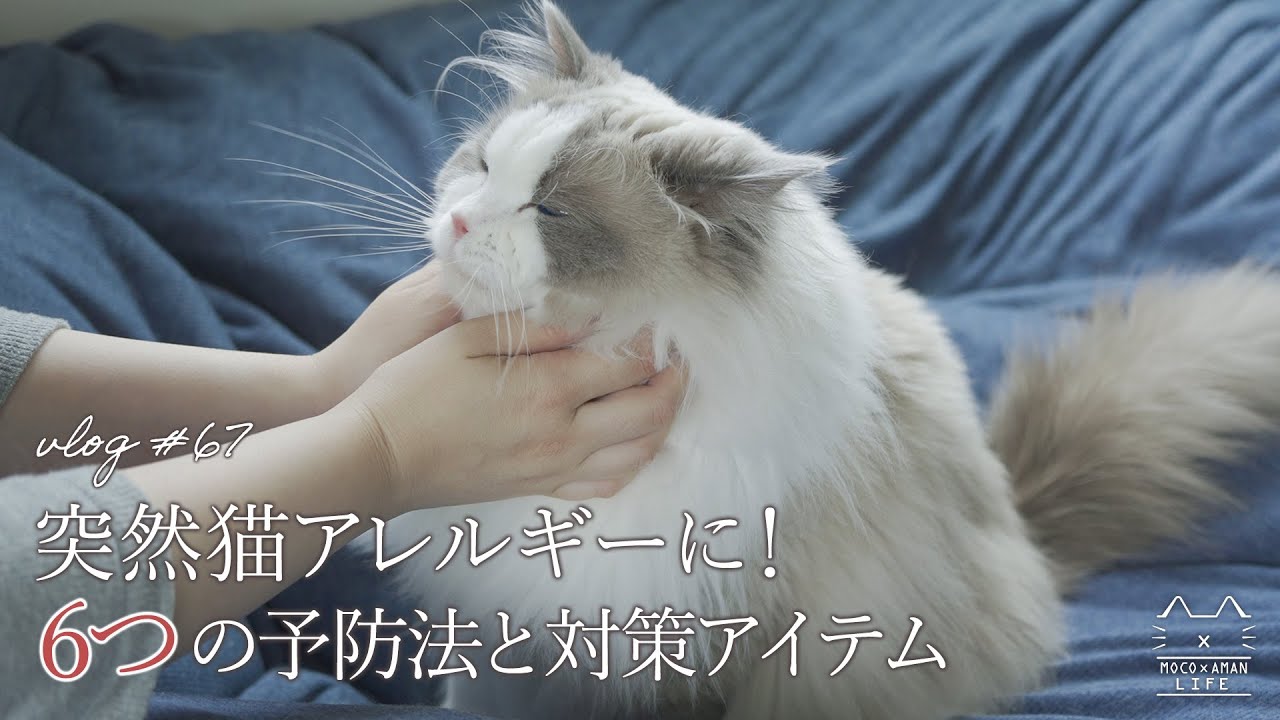 猫アレルギーでも猫と暮らす6つの予防法と対策アイテム｜ラグドール猫 #67