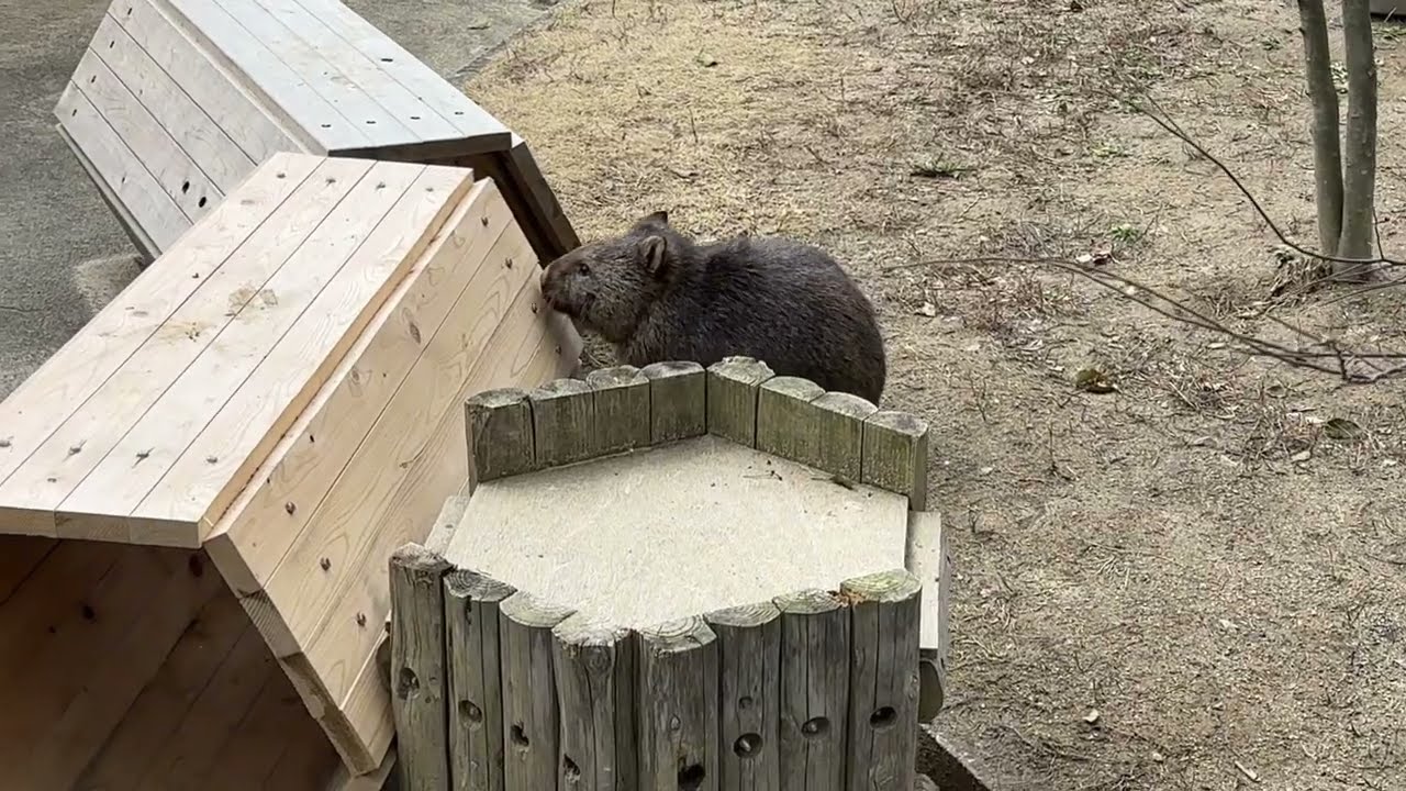 ウォンバットのユキちゃん(五月山動物園2024.3.1)とフクとワイン