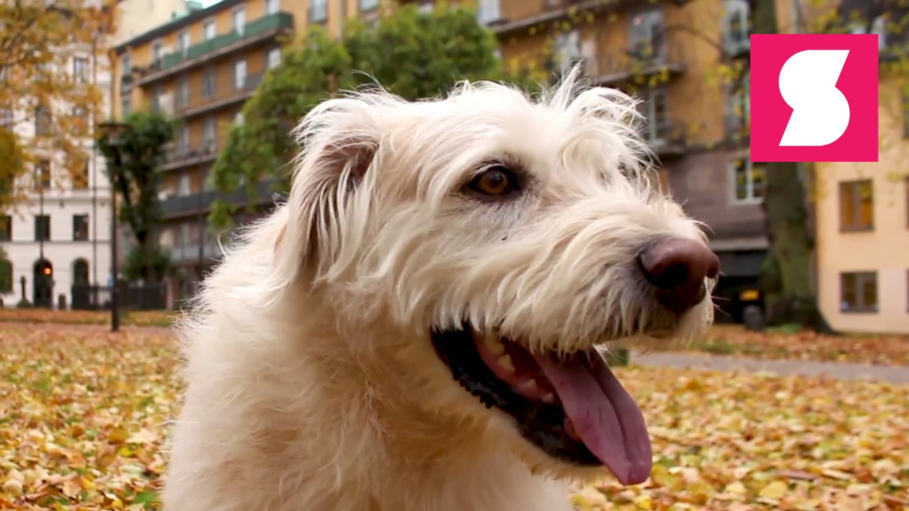 Hunden Arthur är tillbaka!