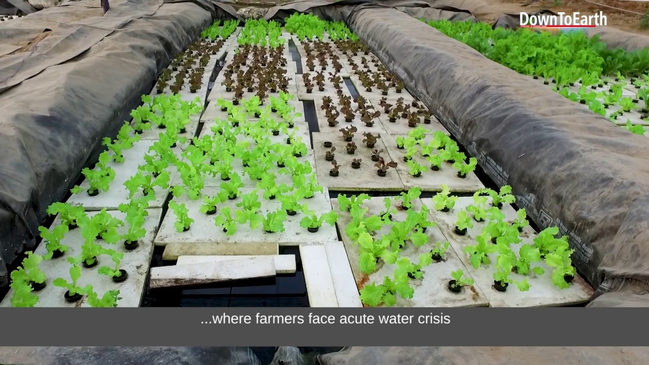 Aquaponics (एक्वापॉनिक्स) can be a profitable agriculture (खेती) technique for Indian farmers