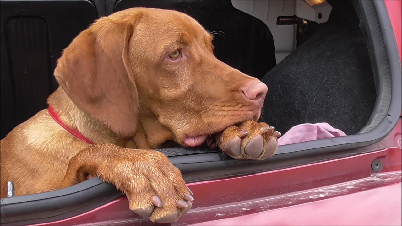 Vizsla - il cucciolo di bracco Ungherese e' cresciuto