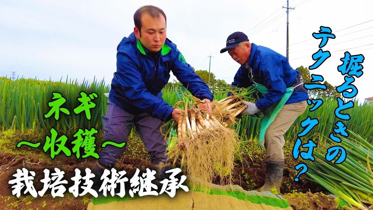 【農作業】スーパー指導員による栽培技術動画「ネギ～収穫～」