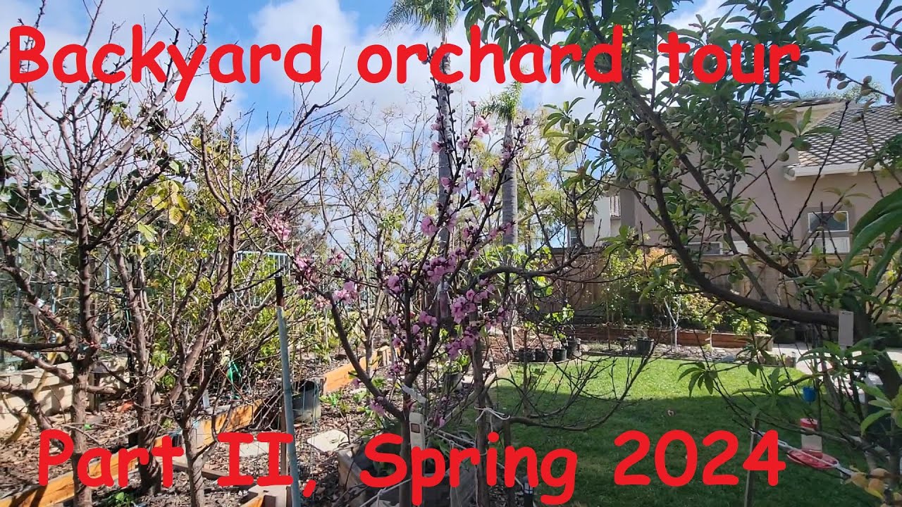 Backyard orchard tour Part II, Spring 2024