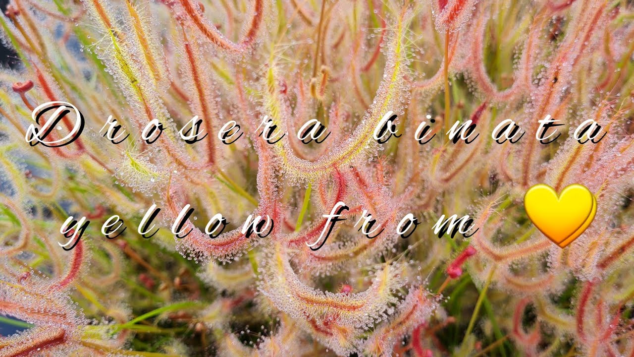 Repot and propagation Drosera binata yellow from 😉✌