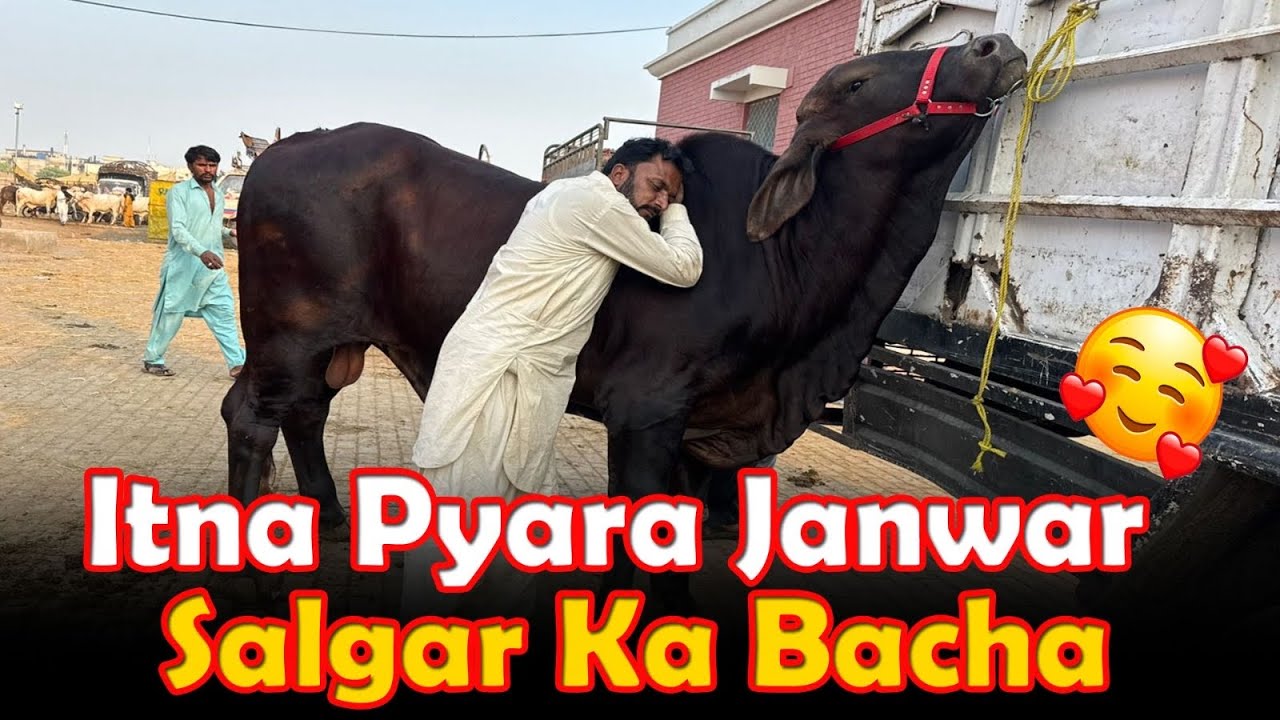 Multan Mandi's very cute animal was seen today - Mahar Hashim - Aman Cattle Farm