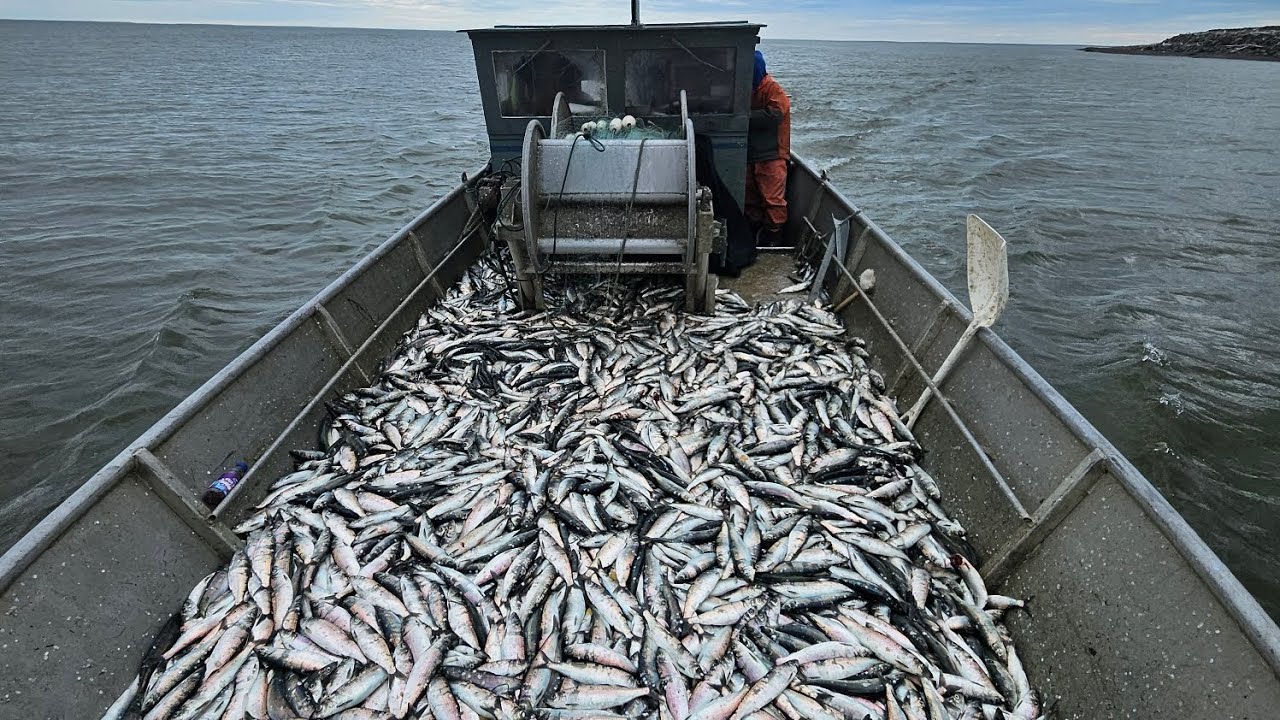Коммерческий промысел сельди с @ChiroskeyOutdoors