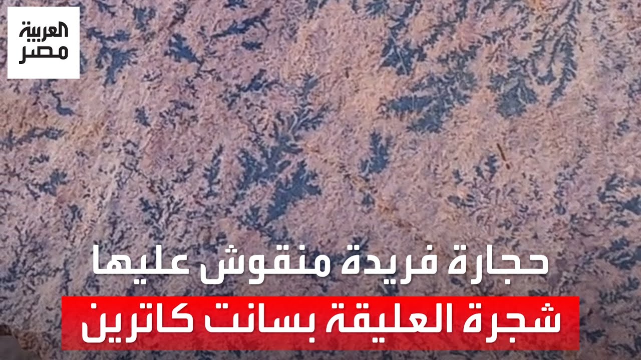 حجارة مميزة بنقوش تشبه الأشجار بجبل المناجاة في سانت كاترين.. الأهالي: عليها شجرة العليقة المباركة