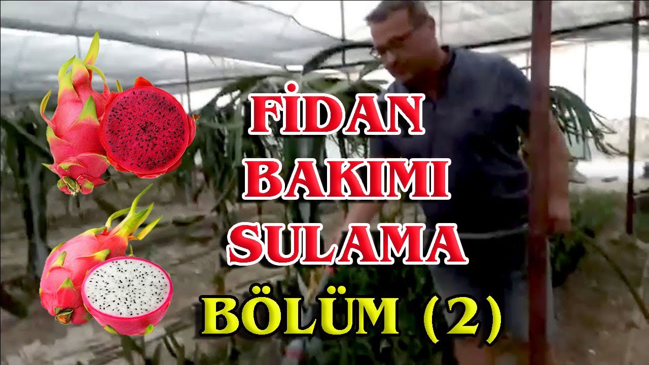EJDER MEYVESİ FİDAN YETİŞTİRİCİLİĞİ, BAKIM ve SULAMA 2020