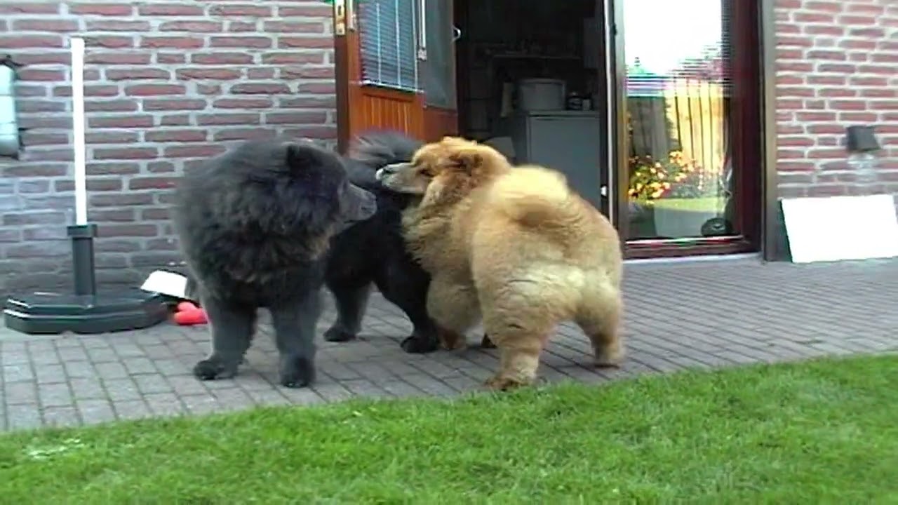 The Chow Chows 